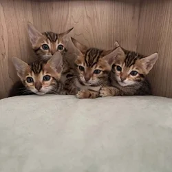 Bengal Kittens