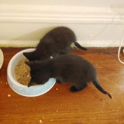 Kittens to rehome