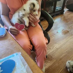 Australian Shepherd 5