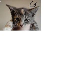 9 Week old kitten text/call for pics