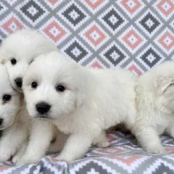 Gorgeous Puppies