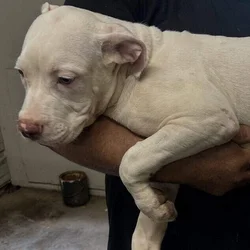 NKC American Bulldog Puppys