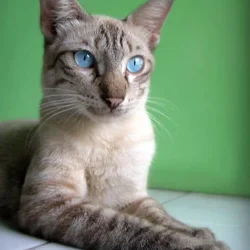 Intact Lynx Point Siamese Male