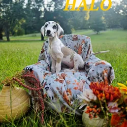 Akc Great danes
