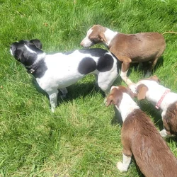 Puppies