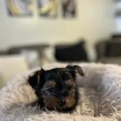 Puppies for sale - Leo