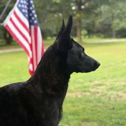 Dutch shepherd female