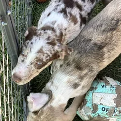 2 beautiful pups