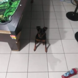 young female pure bread min pin