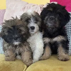 Meet Charlie Cooper- Playful, Loving Puppy