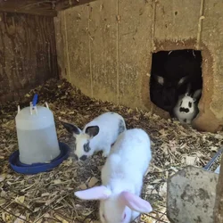 Rabbits