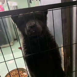 CHOW CHOW