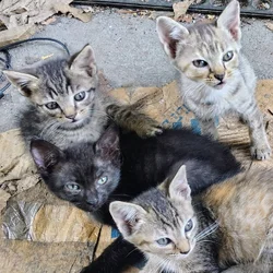 Kittens South Atlanta