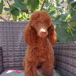 Azalea AKC miniature poodle female