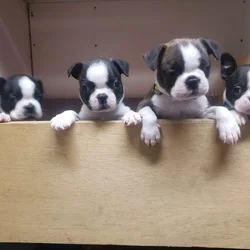 Boston terriers