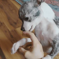 Brindle Male Chihuahua