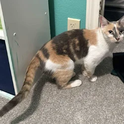 Rescued sweet kitty needs forever home!