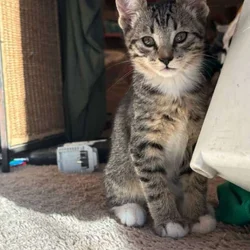 Kittens