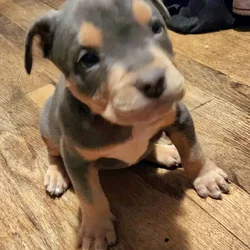 ABKC. American Pitbull Puppies. Blue Tri's