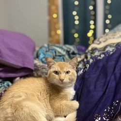 ✨ Rehoming Beautiful 1-Year-Old Cat – Ollie ✨
