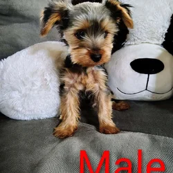 Yorkie puppies CKC