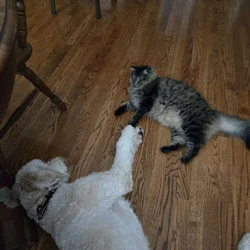 Free 4yr old Cat
