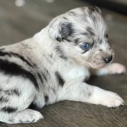 Small mini Aussies