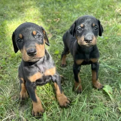 Doberman Pups