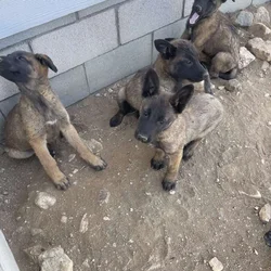 German Shepard/ Belgian Puppies