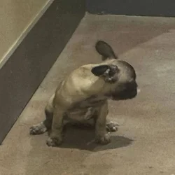 FRENCH BULLDOG 1
