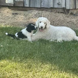 Saintberdoodle puppies