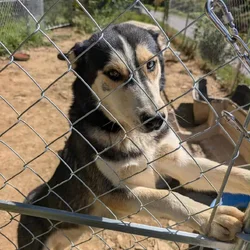 Husky mix needing new home