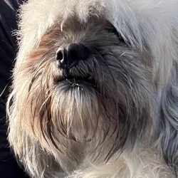 Shichon adult female