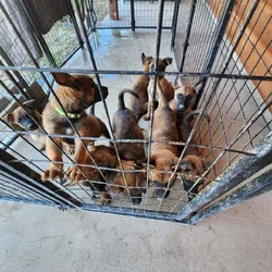 Belgian Malinois