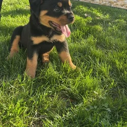 AKC German Rottweilers