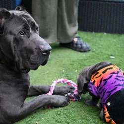 Beautiful Cane Corso Puppies
