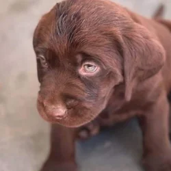 Chocolate labradors (F)