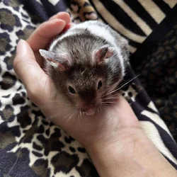 Free hamsters