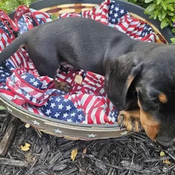 Dachshund Puppies