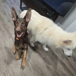 AKC German Shepherd Puppy