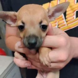 Three Chihuahua puppies in need of forever homes