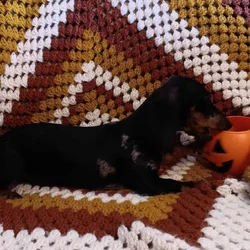 For Sale CKC Dachshund Female Puppy
