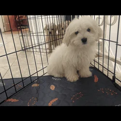Maltipoo Puppies for sell