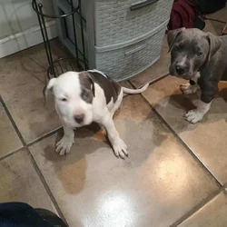 Pitbull puppies for sale