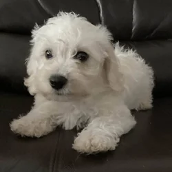 Miniature Schnoodle male