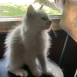 Unique Kitten Female