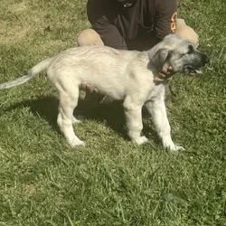 Irish Wolfhound puppies AKC