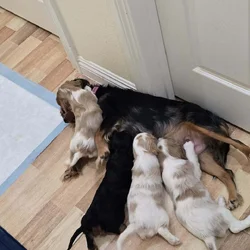 Cavalier King Charles Spaniel puppies