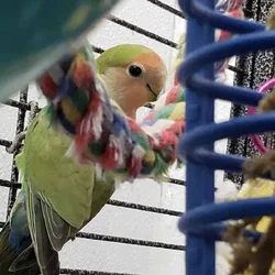 Juvenile Lovebird, Peach Faced - Bird 2