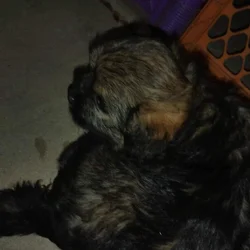Incredibly adorable puppies